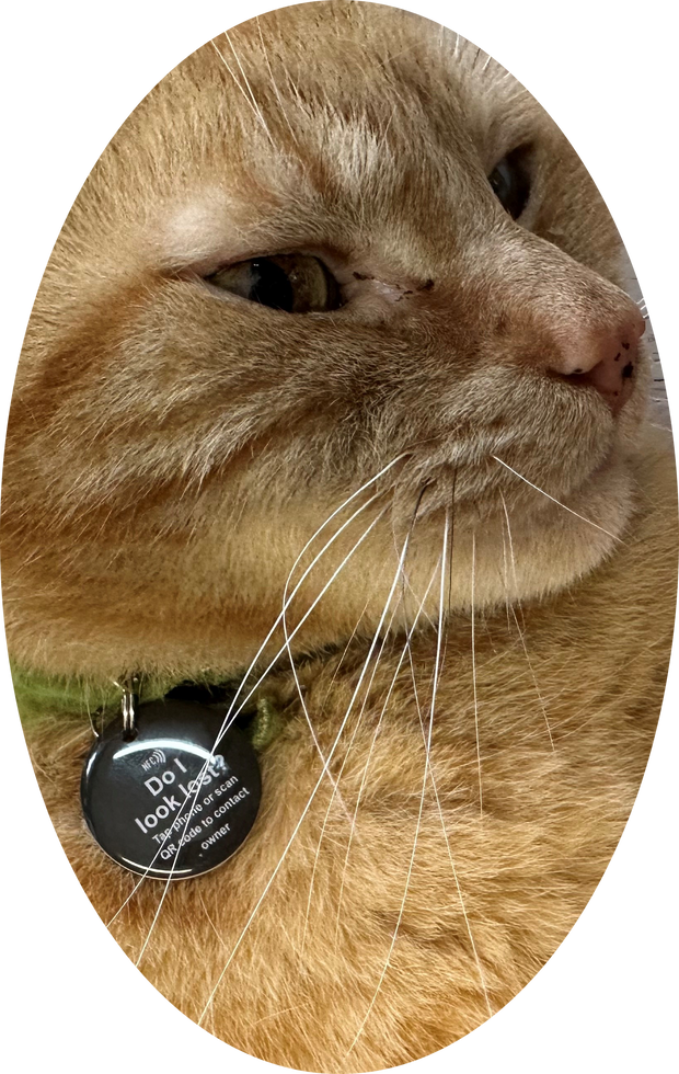 Smart NFC Mini Pet Tag with Smart Passive Tracking | Ideal For Cats