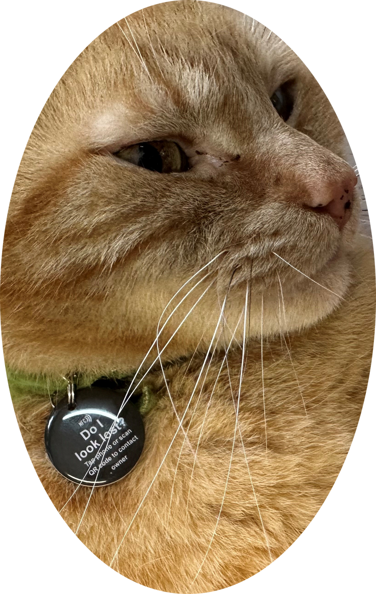 Cat Tracker Tags Smart NFC Mini Pet Tag with Smart Passive Tracking | Ideal For Cats ...